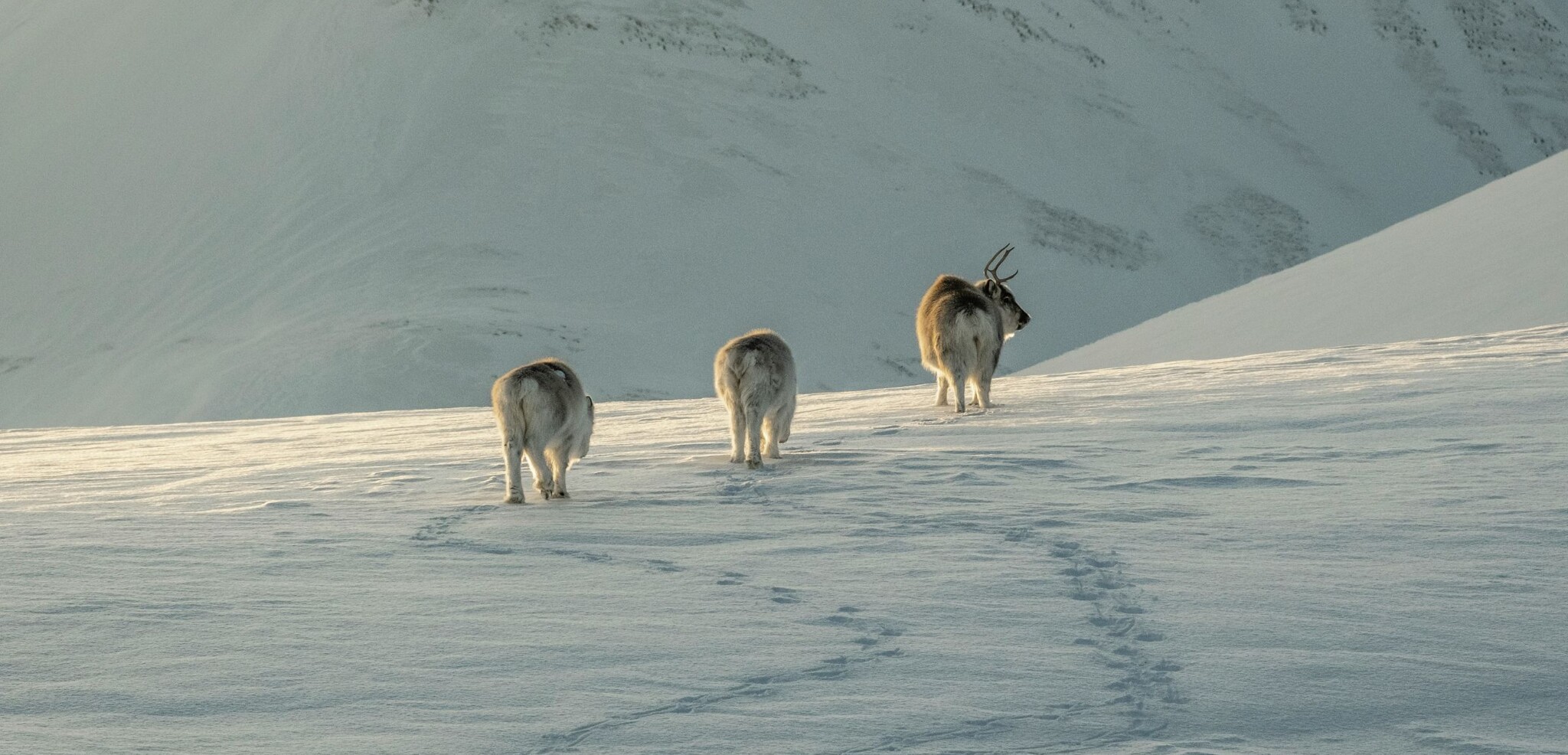 Svalbard, Norvège