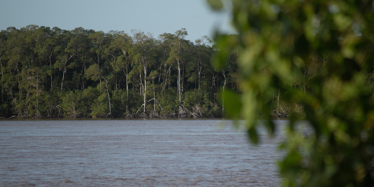 La nature luxuriante du Rio das Contas 
