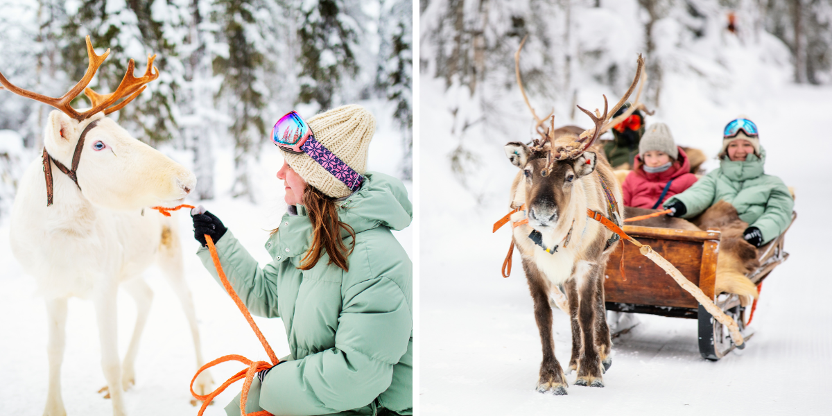 Rencontre avec les rennes lors d'une balade à traineau 