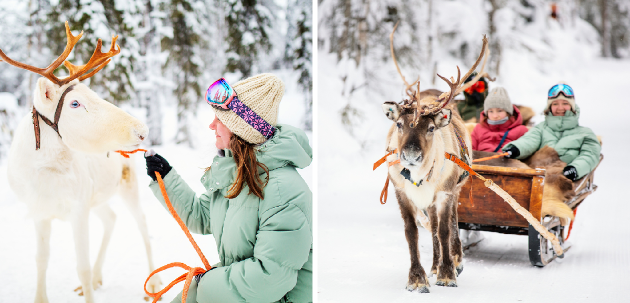 Rencontre avec les rennes lors d'une balade à traineau