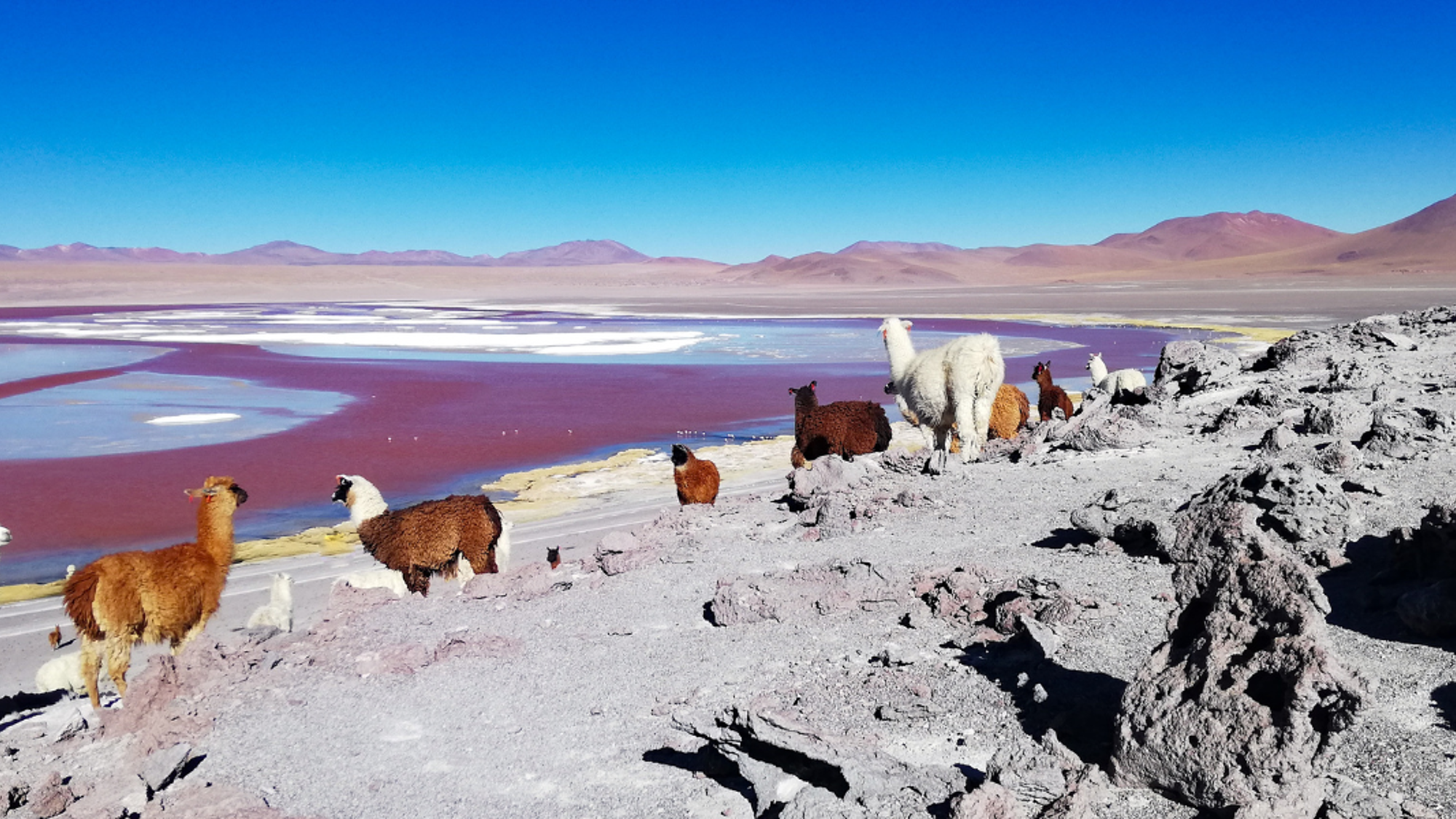Puis découvrez les paysages somptueux de la Laguna Colorada