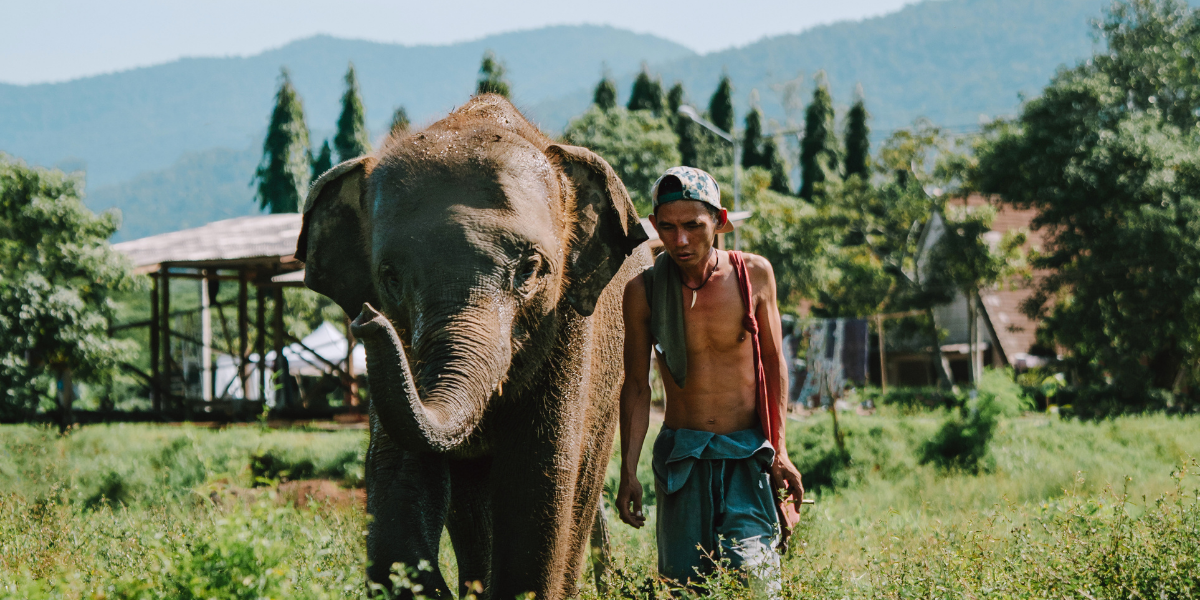 Rencontre avec les éléphants avec Chi, Thaïlande ©Pauline Simon