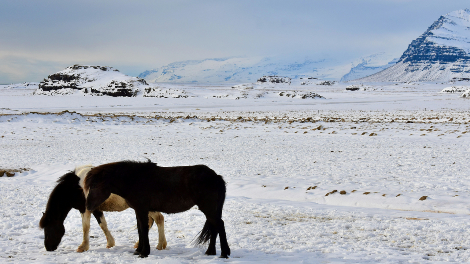 Balade à cheval, Islande (en option) ©Greg Garnhart/ Unsplash