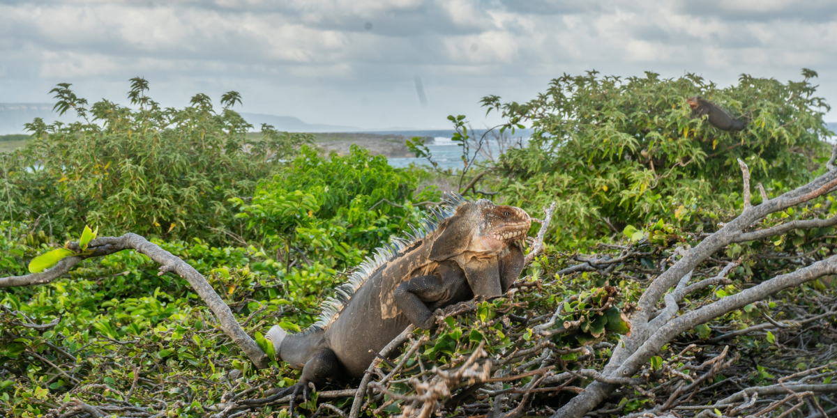 Un iguane, Petite Terre - Jour 2