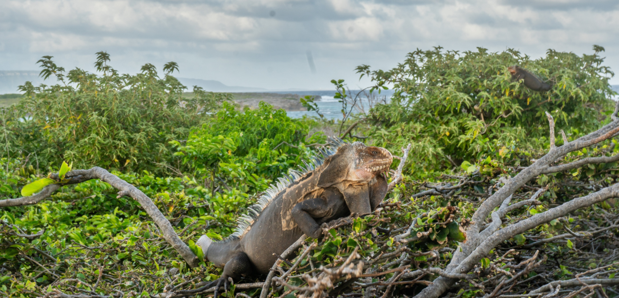 Un iguane, Petite Terre - Jour 2