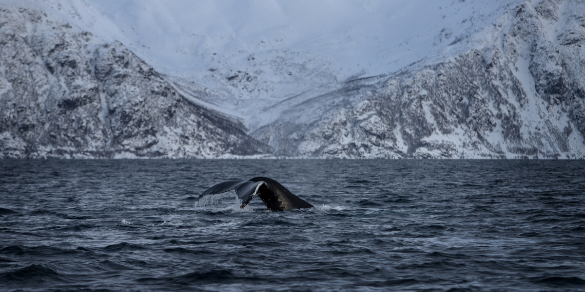 Une sortie en mer pour observer les baleines - jour 4 