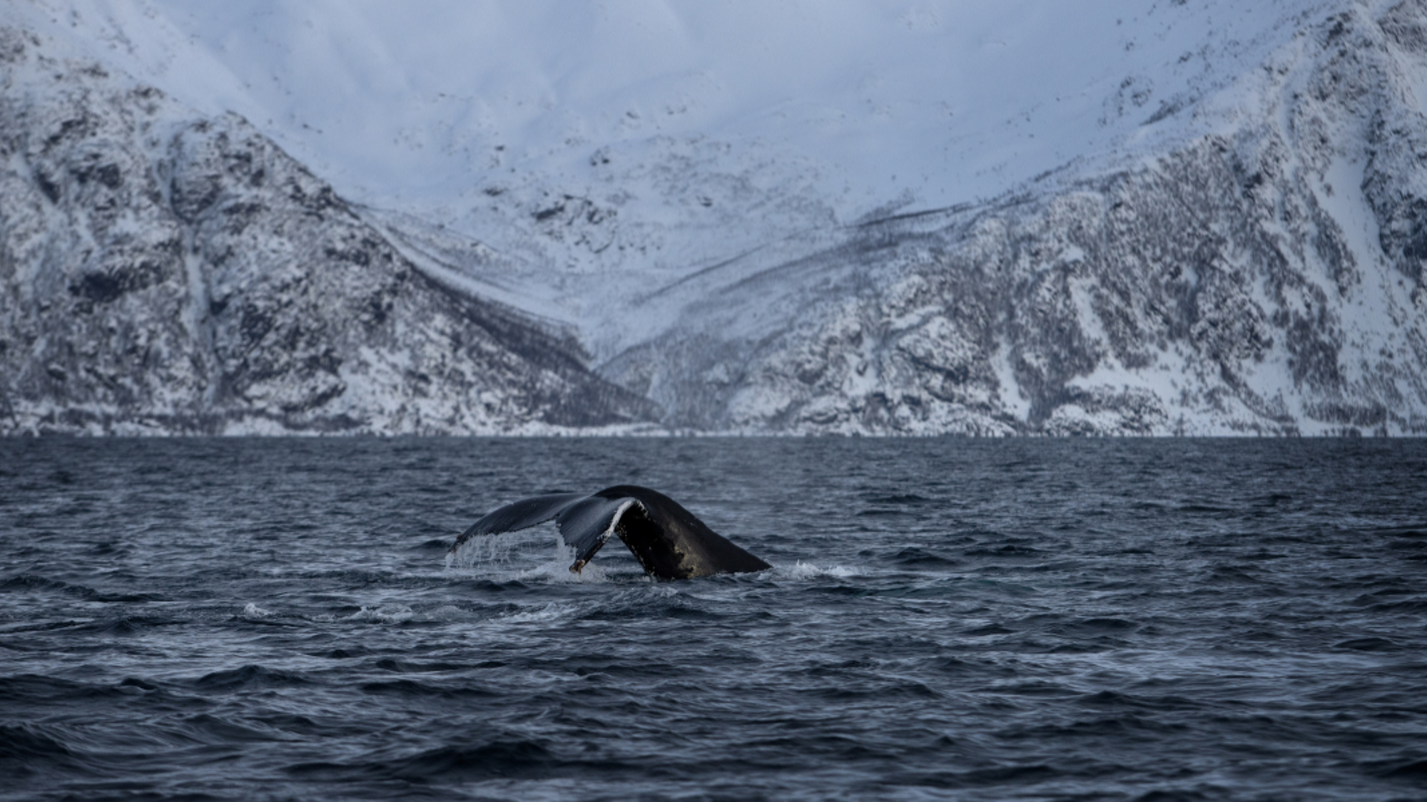 Une sortie en mer pour observer les baleines - jour 4
