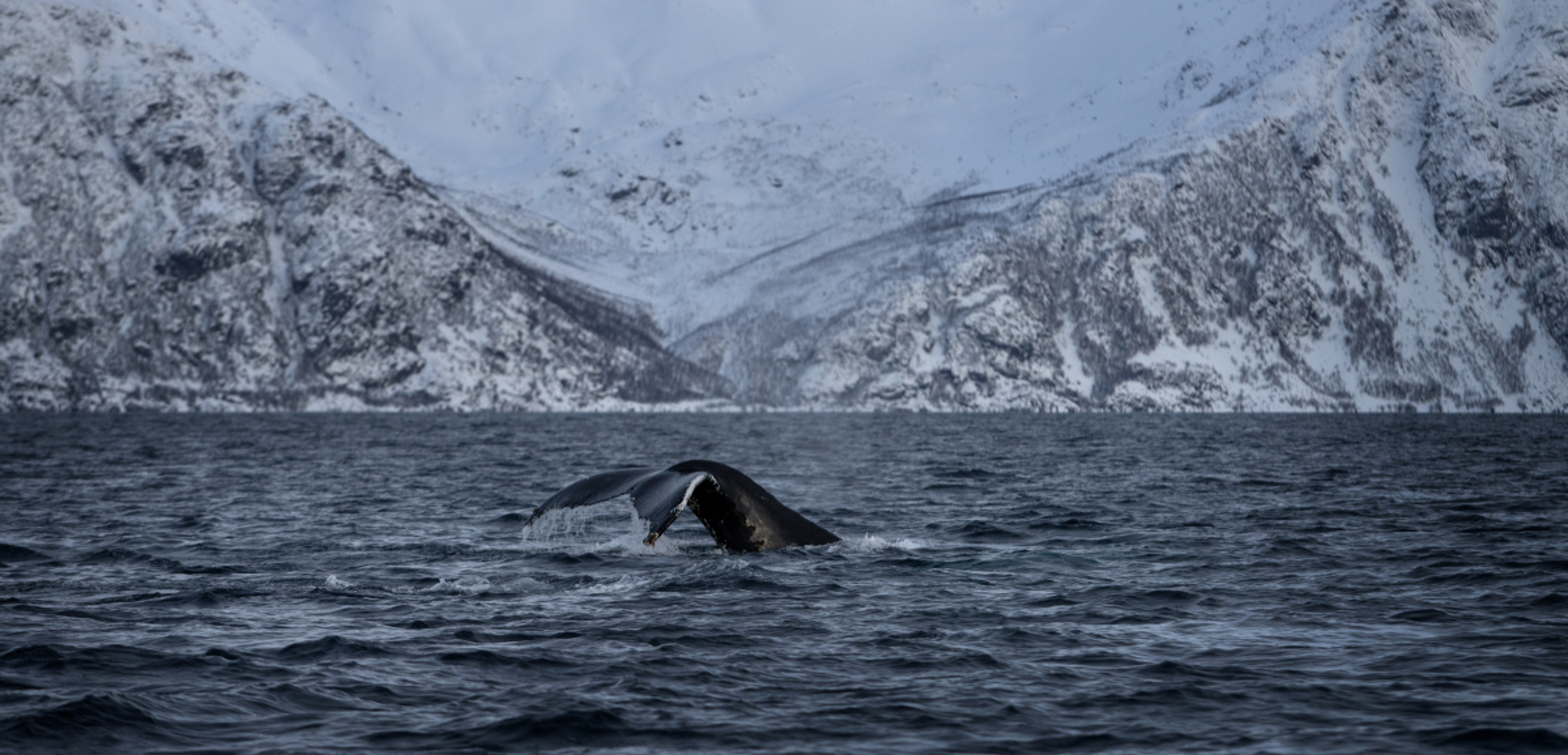 Une sortie en mer pour observer les baleines - jour 4