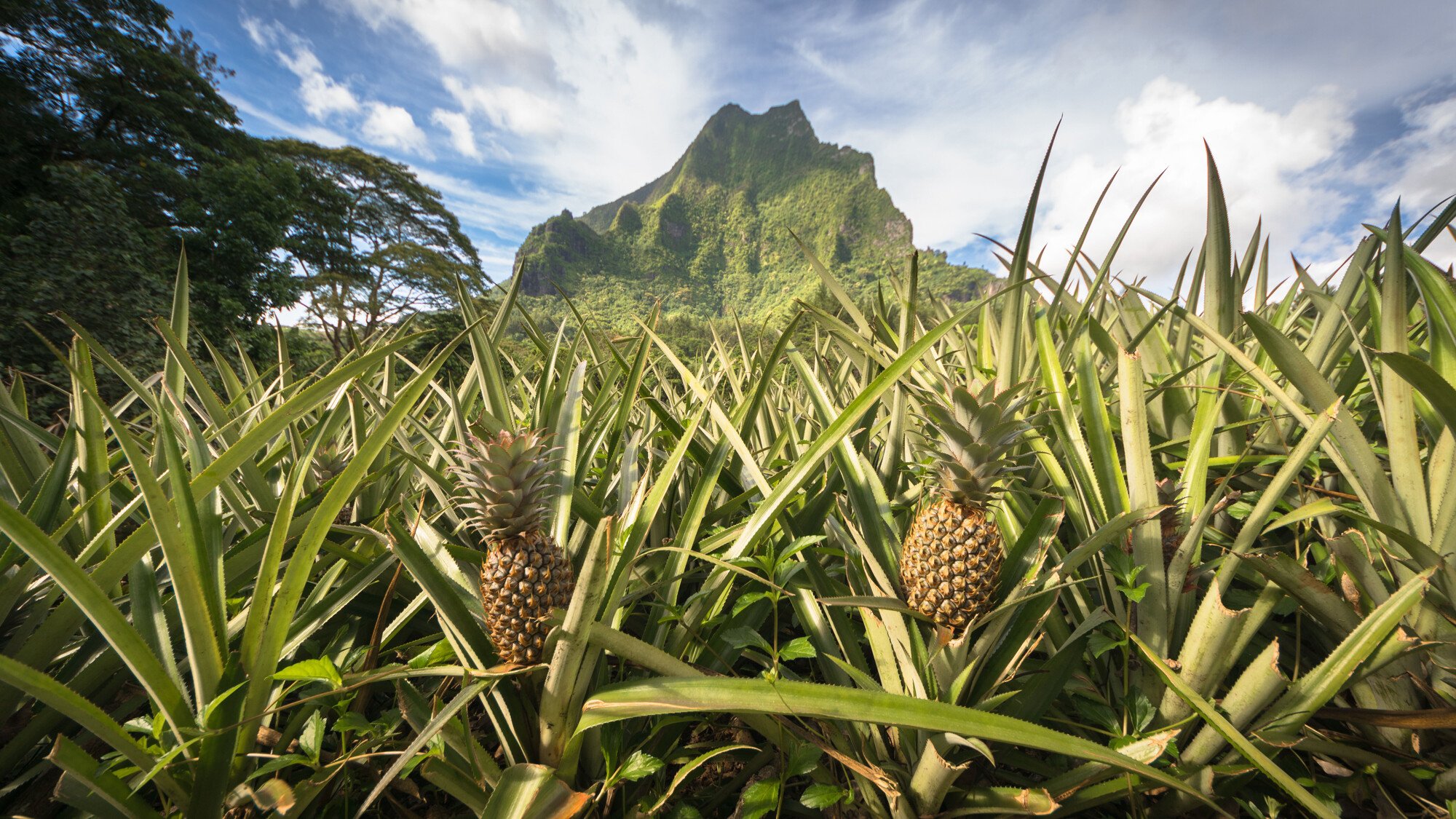 ...ses champs d'ananas