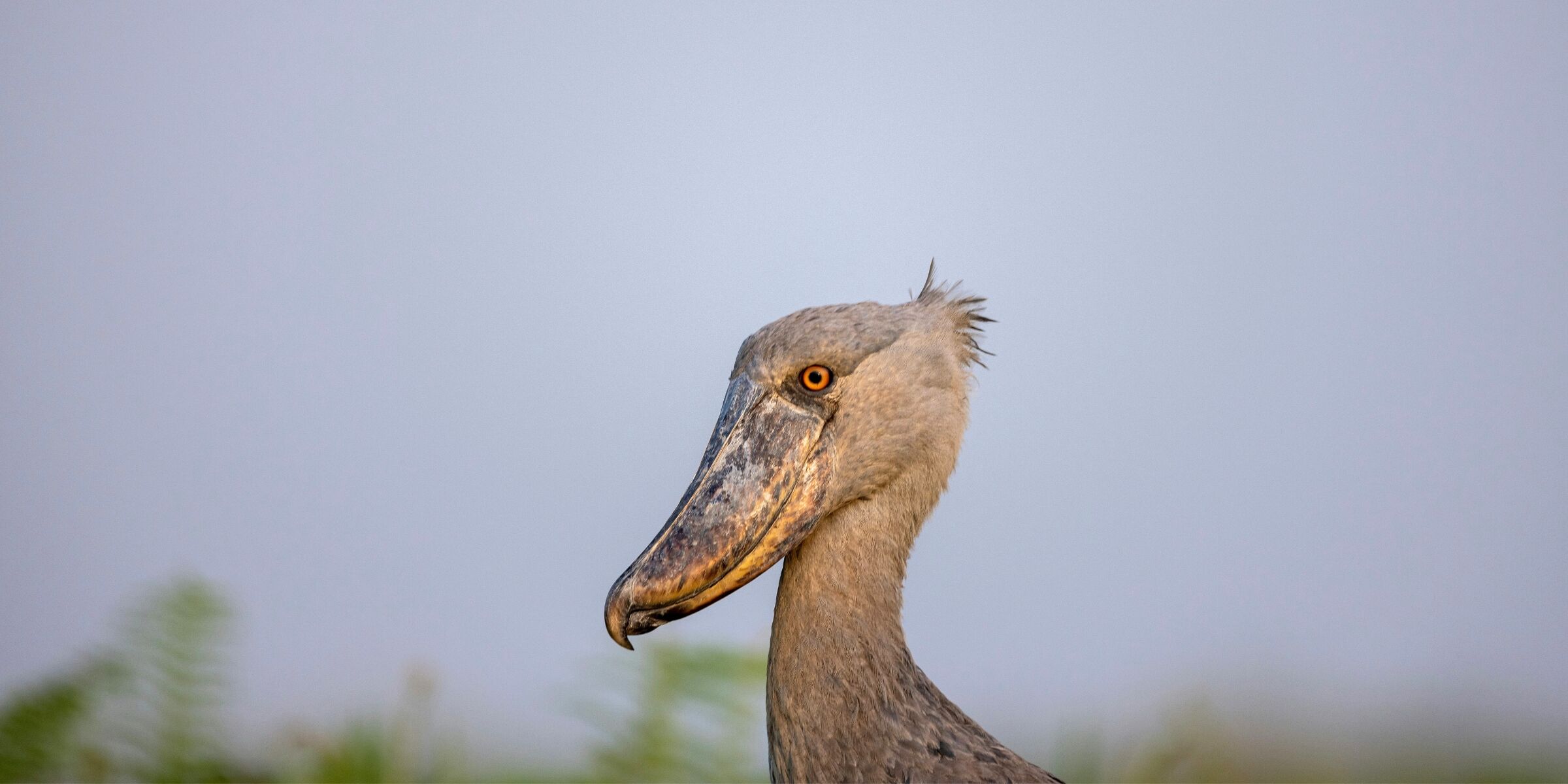 Marais de Mabamba, Ouganda