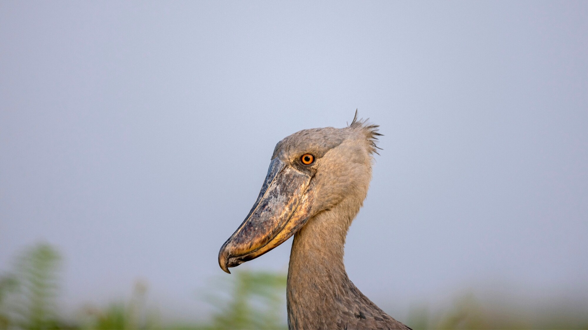 Marais de Mabamba, Ouganda