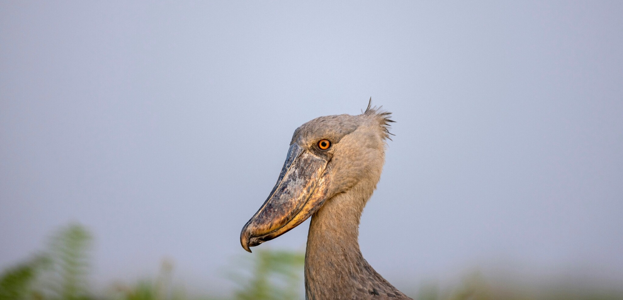 Marais de Mabamba, Ouganda