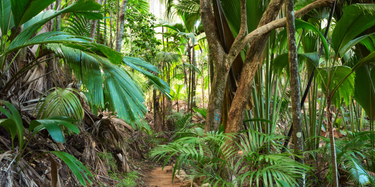Baladez-vous dans la réserve naturelle de la Vallée-de-Mai à Praslin