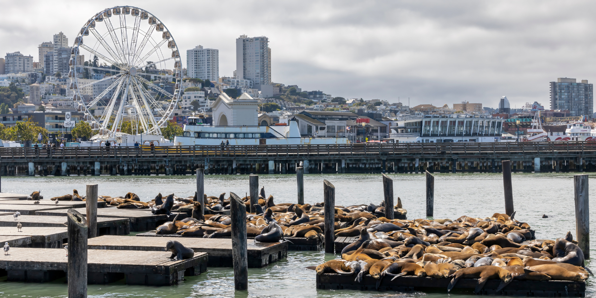 Les lions de mer de Fisherman’s Wharf à San Francisco - jour 12 ou 2 