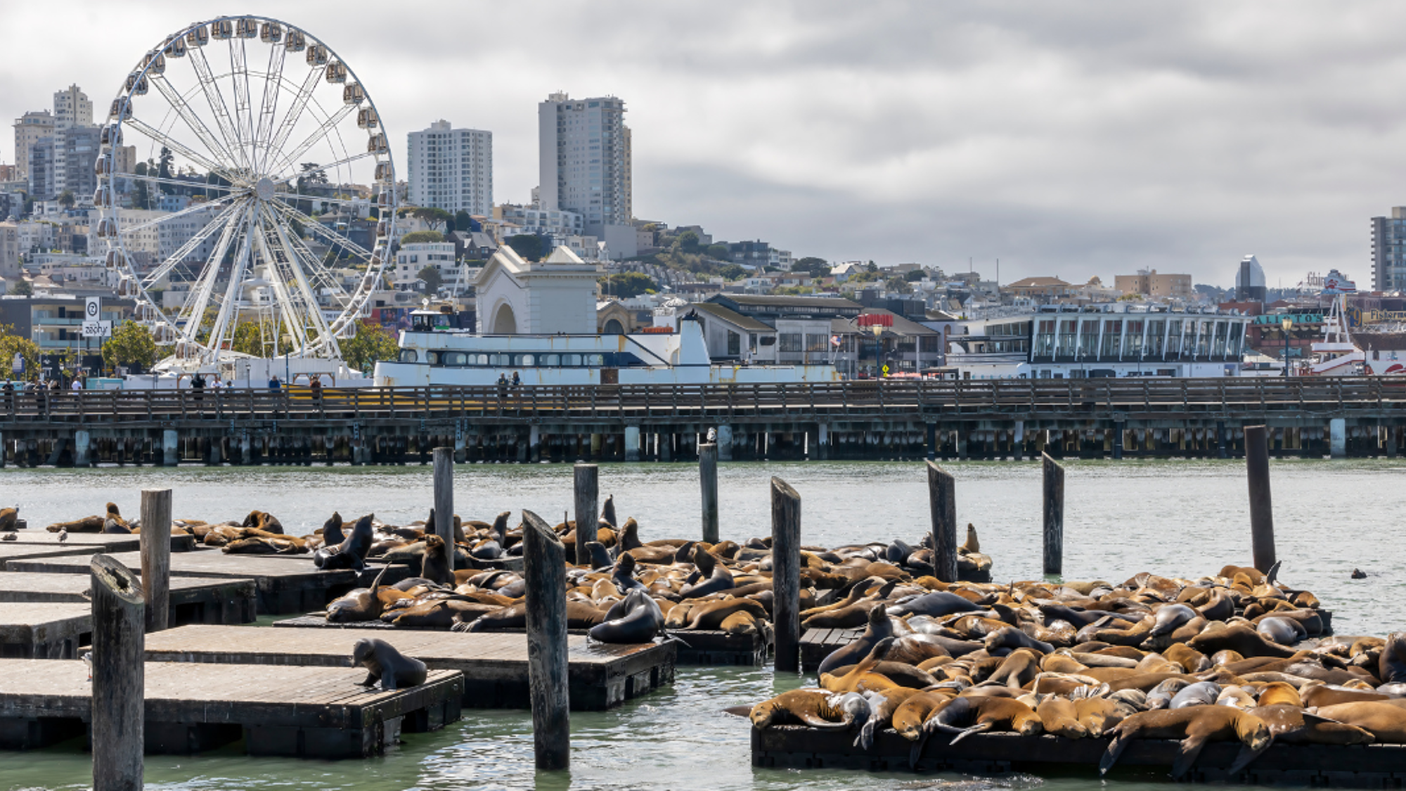 Les lions de mer de Fisherman’s Wharf à San Francisco - jour 12 ou 2