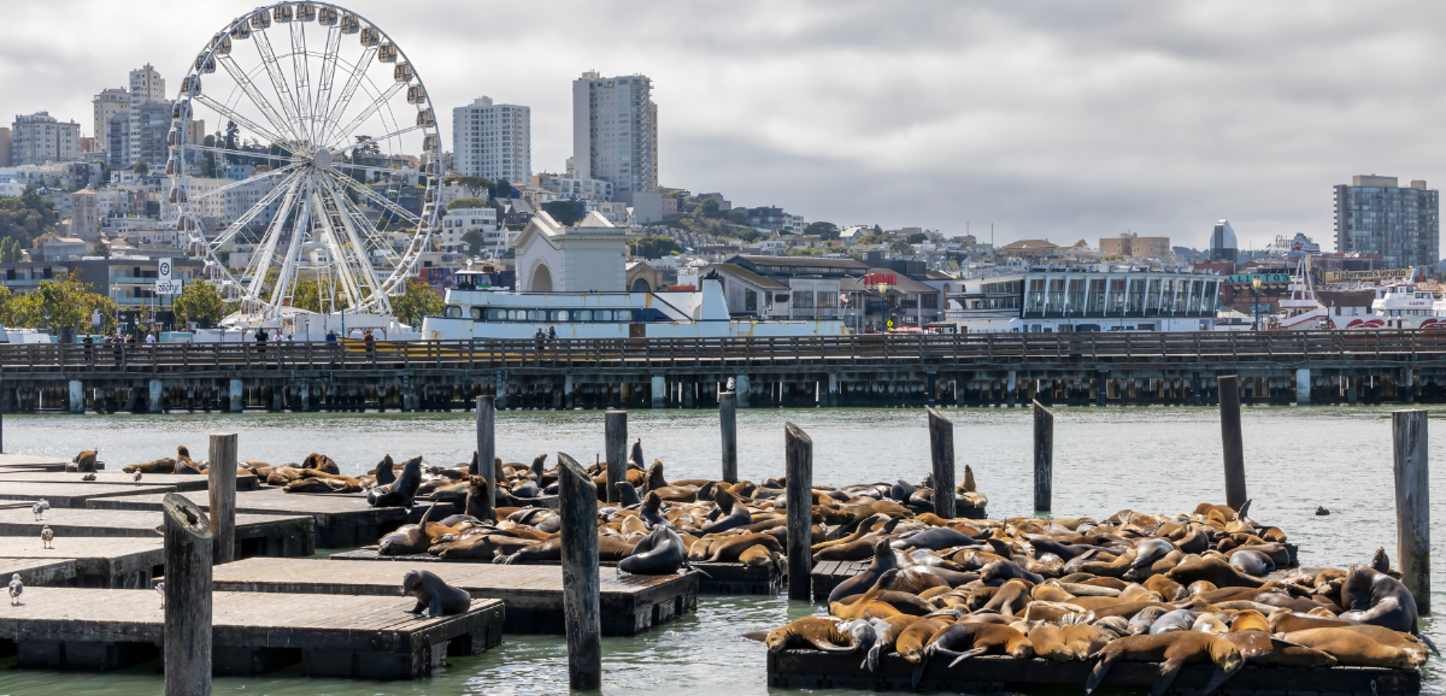 Les lions de mer de Fisherman’s Wharf à San Francisco - jour 12 ou 2