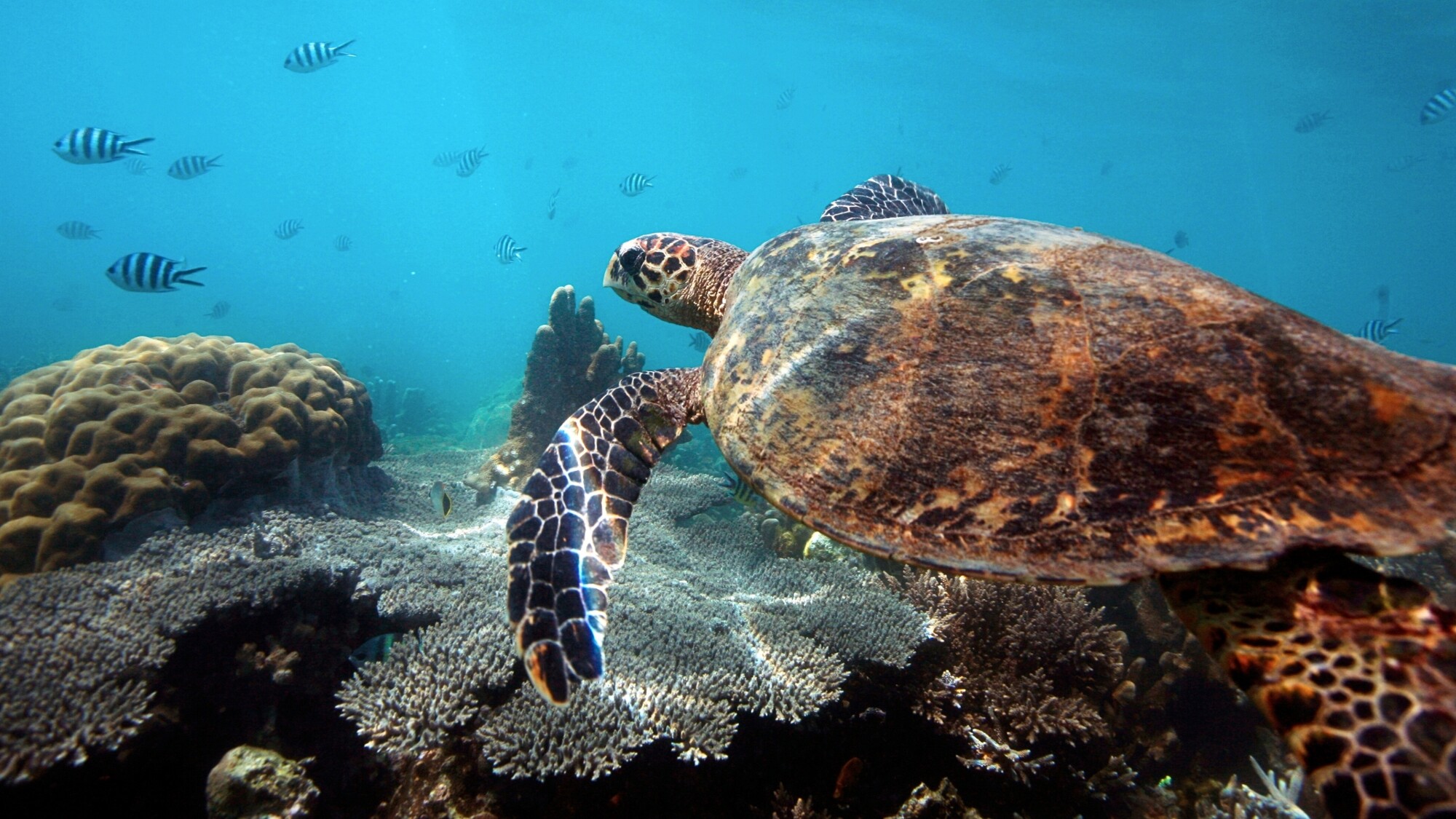 Tortue de mer, Madagascar