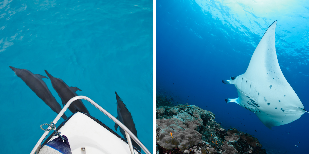 Dauphins et raies mantas seront-ils au rendez-vous ?