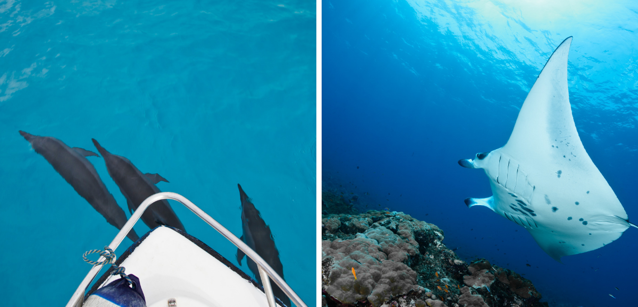 Dauphins et raies mantas seront-ils au rendez-vous ?