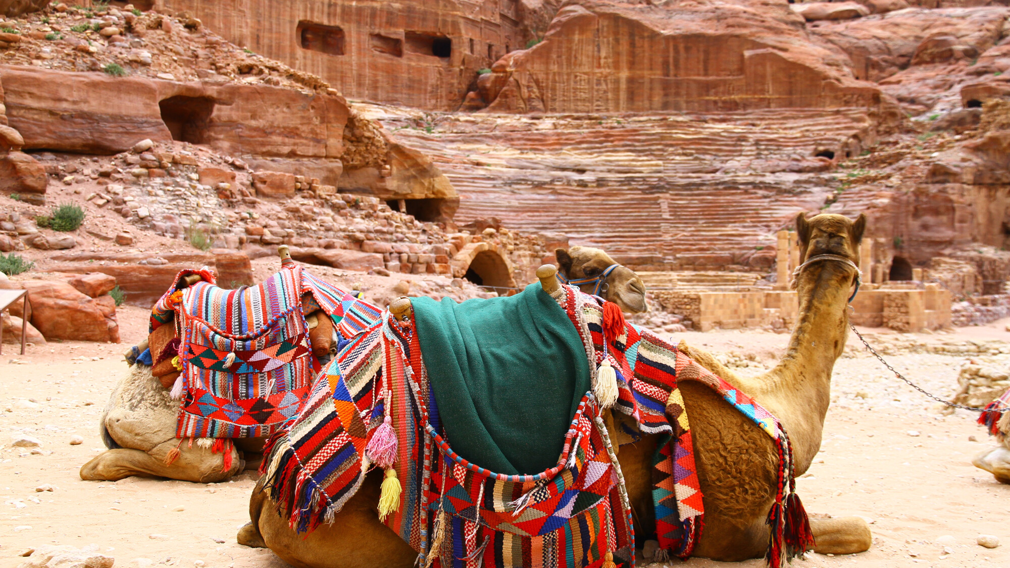 Profitez d'une balade à dos de chameaux