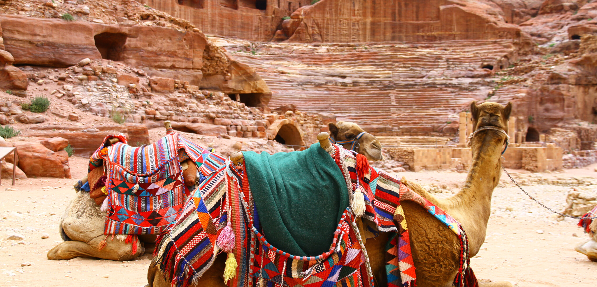 Profitez d'une balade à dos de chameaux