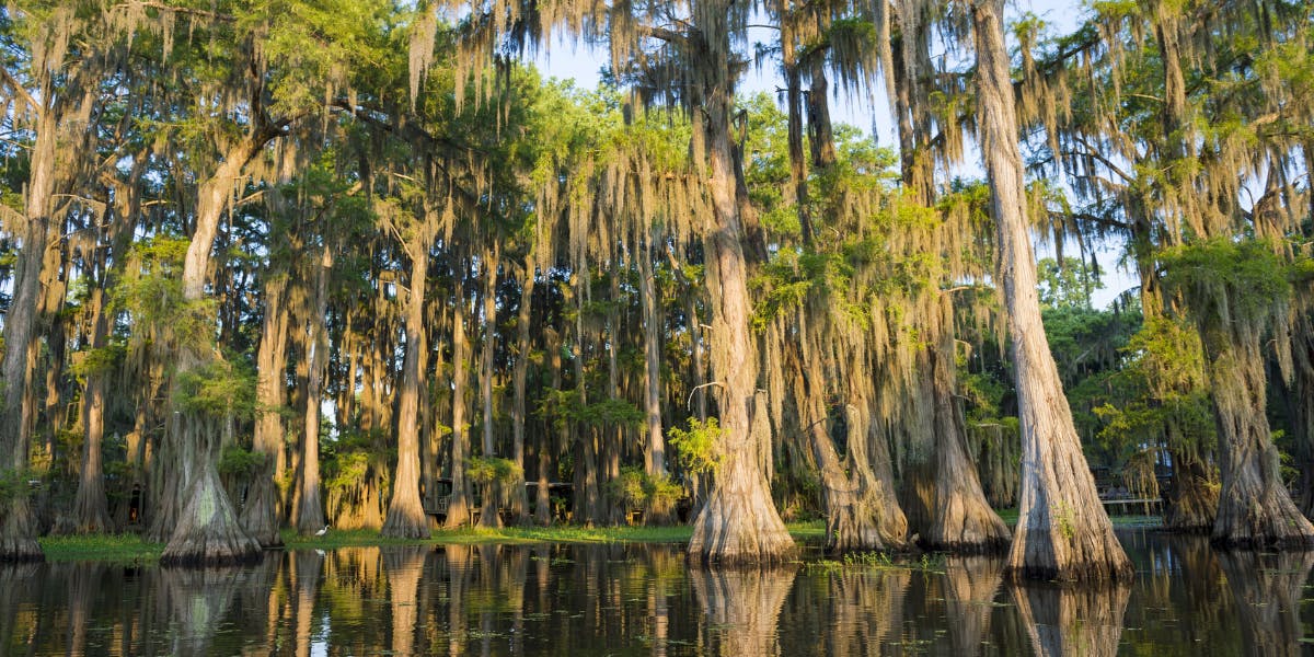 En passant par les bayous 