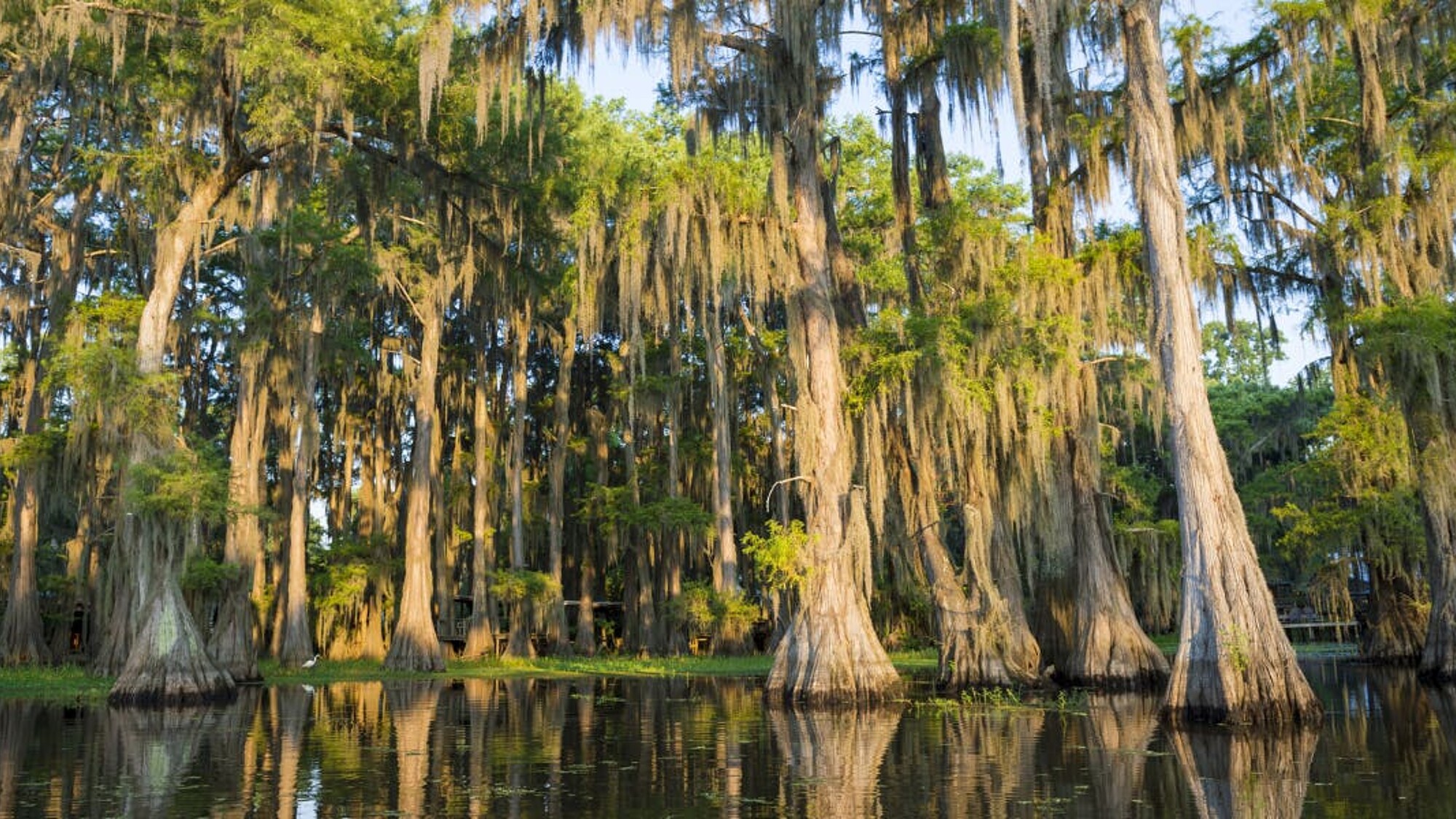 En passant par les bayous