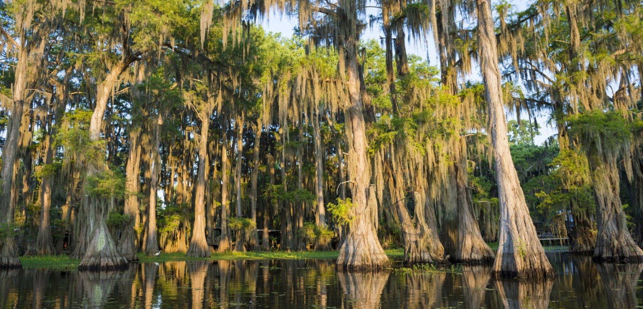 En passant par les bayous