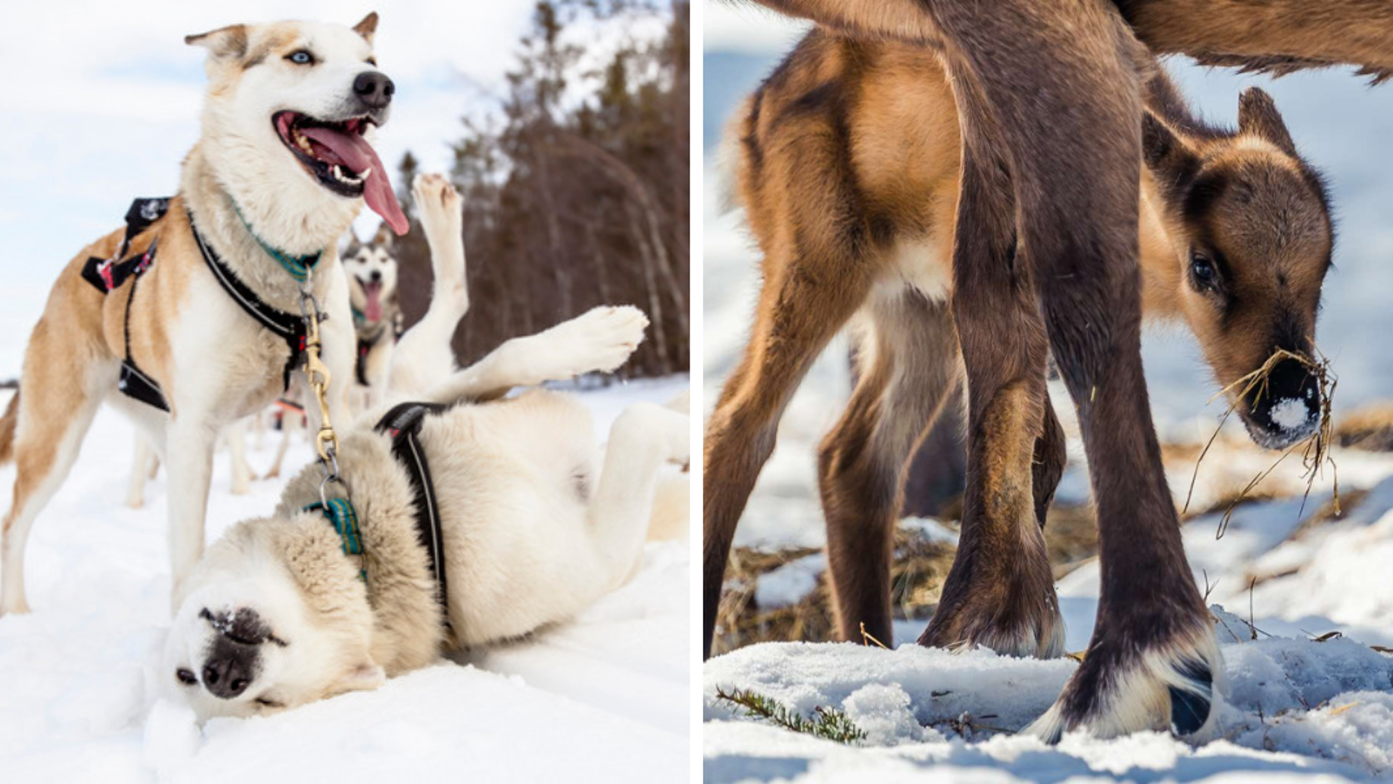 Pour une semaine en bonne compagnie !