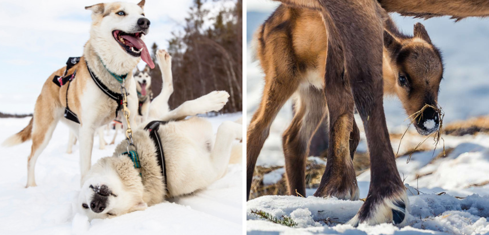 Pour une semaine en bonne compagnie !