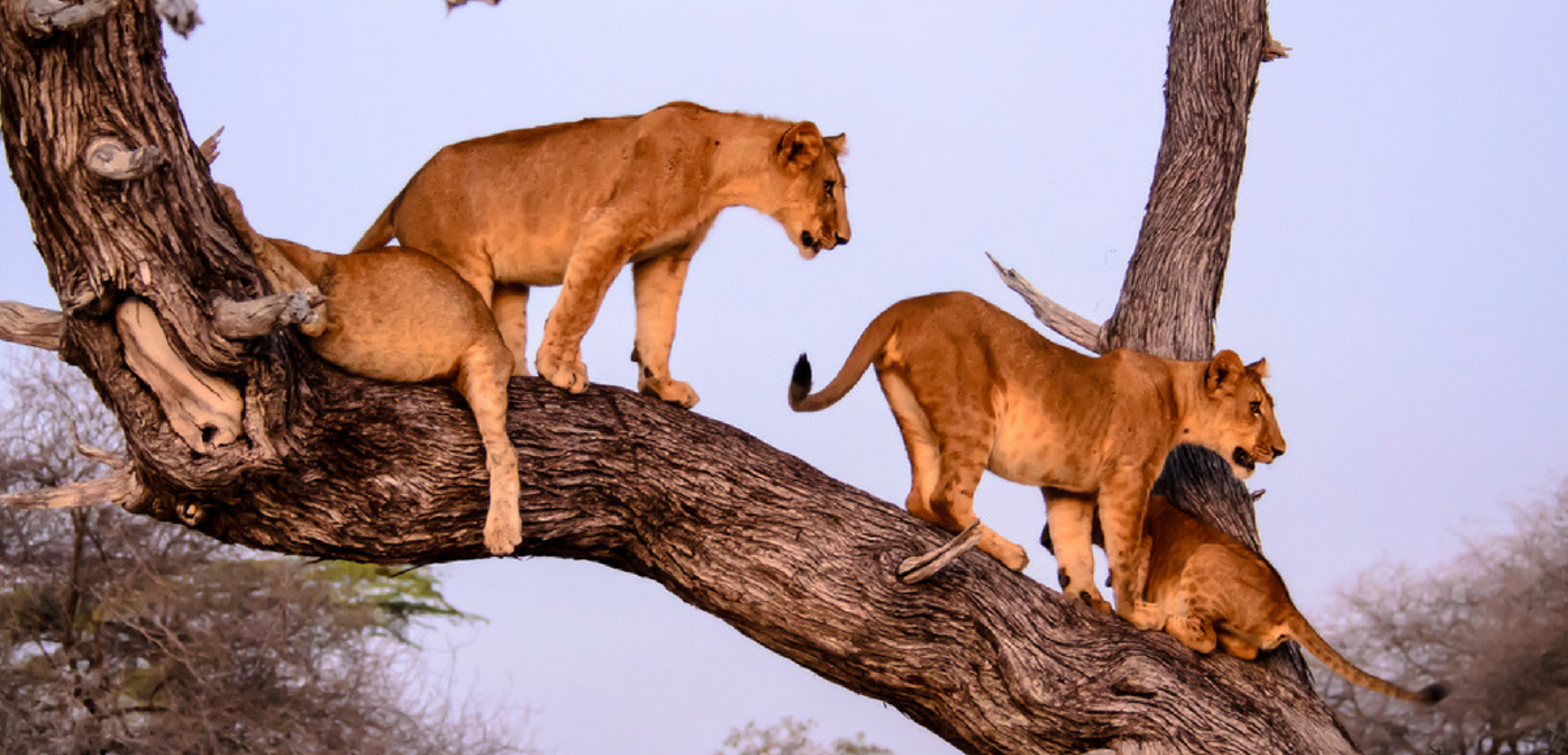 Guettez les lions qui grimpent aux arbres