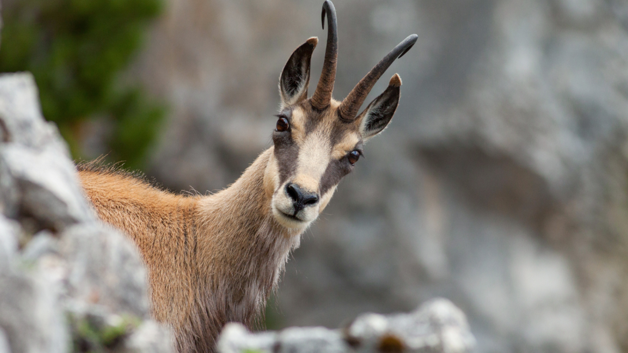 Partez sur les traces des animaux...