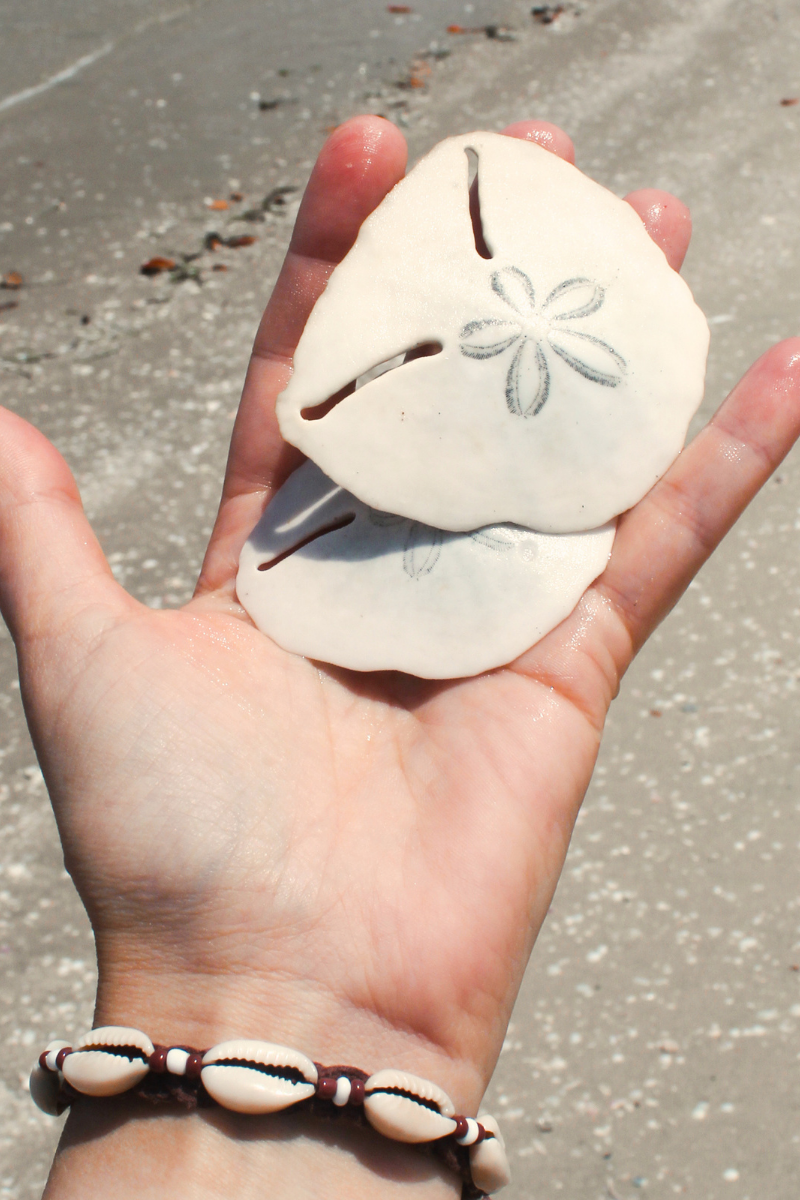 Pansy shell, ©Shutterstock