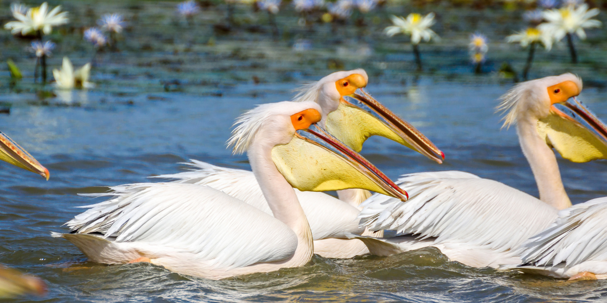 Les oiseaux de Djoudj