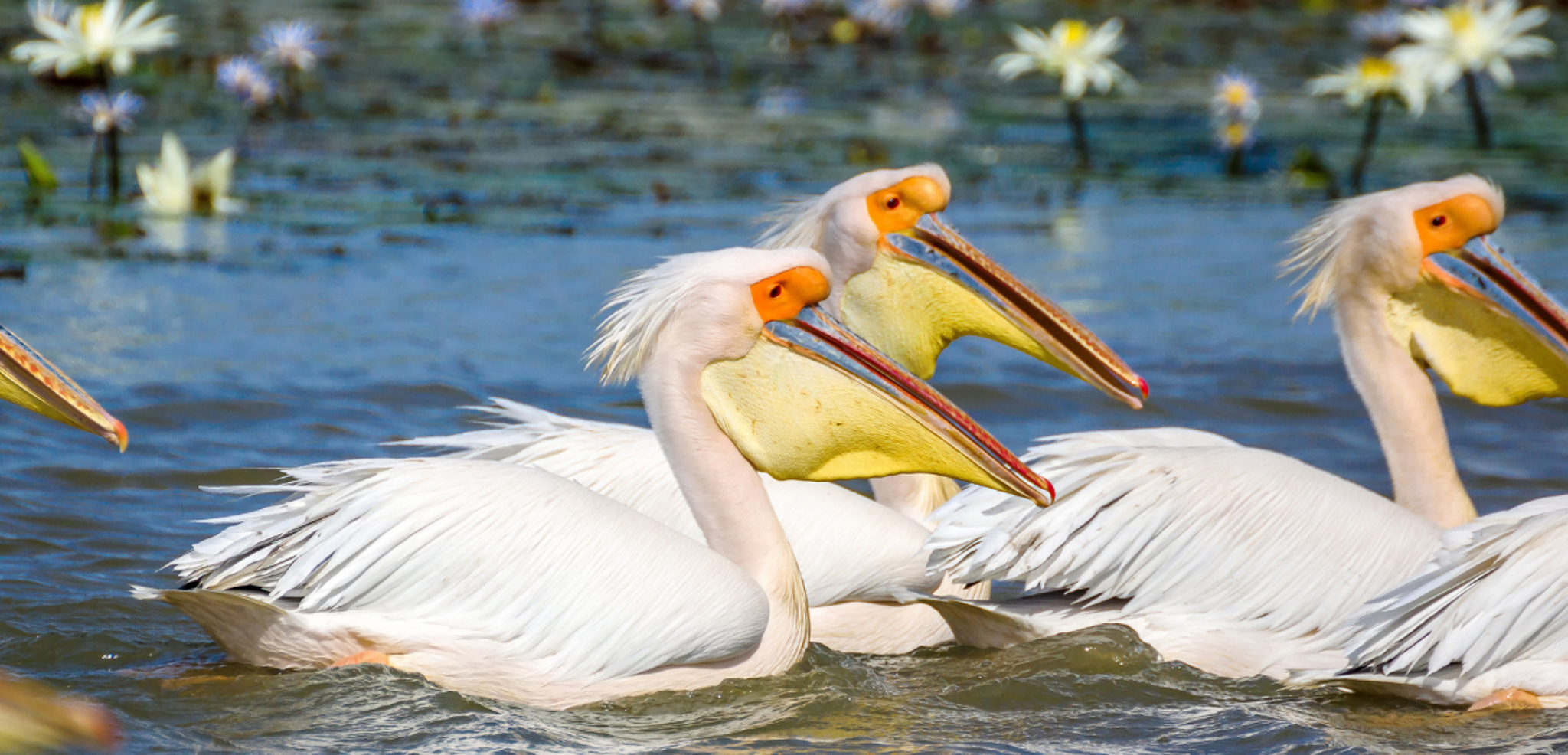 Les oiseaux de Djoudj