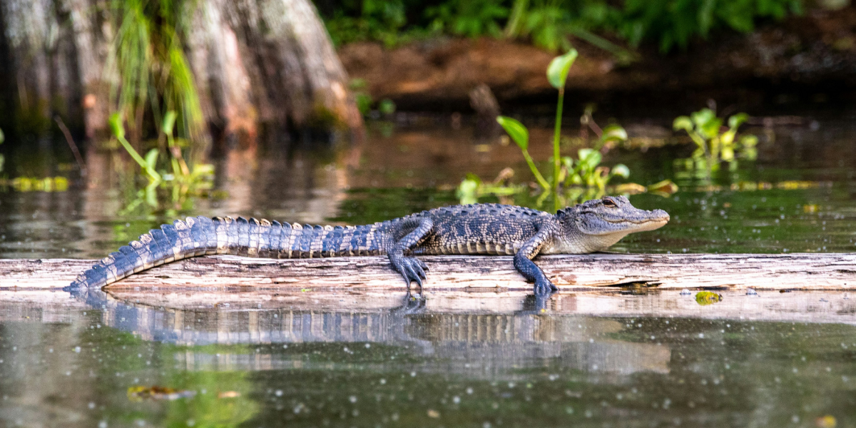 Ouvrez grands les yeux pour observer la faune et la flore ! 