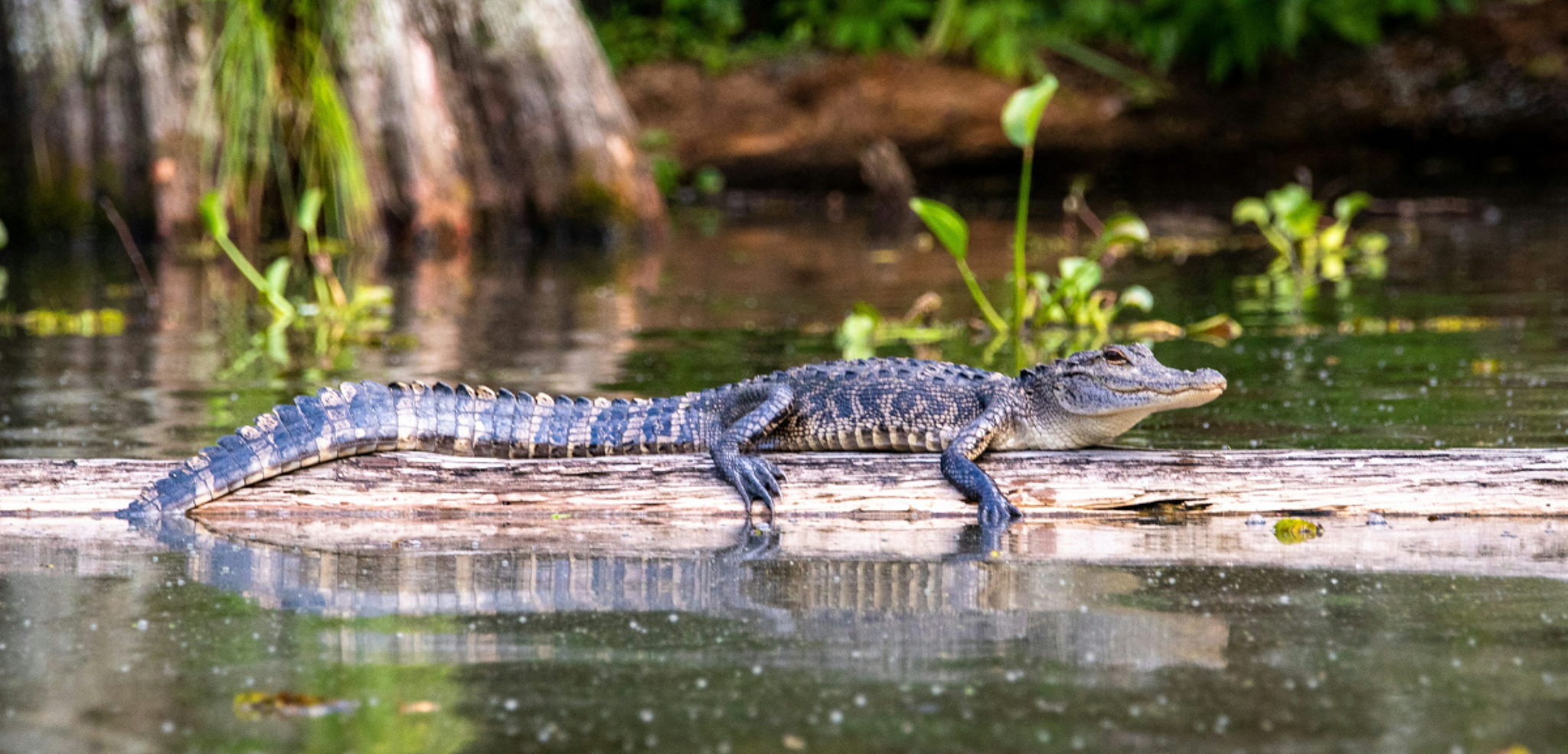 Ouvrez grands les yeux pour observer la faune et la flore !