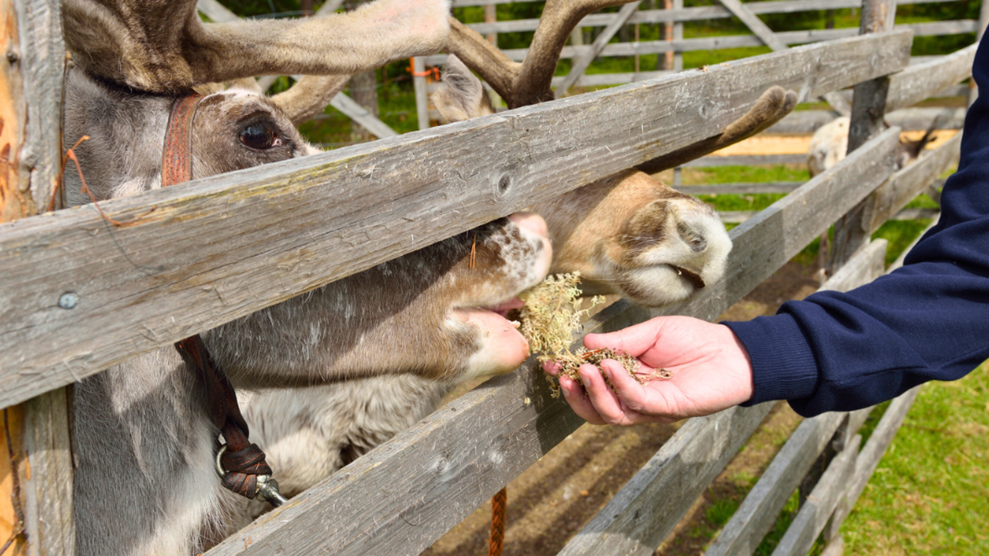 L'occasion de nourrir ces animaux majestueux