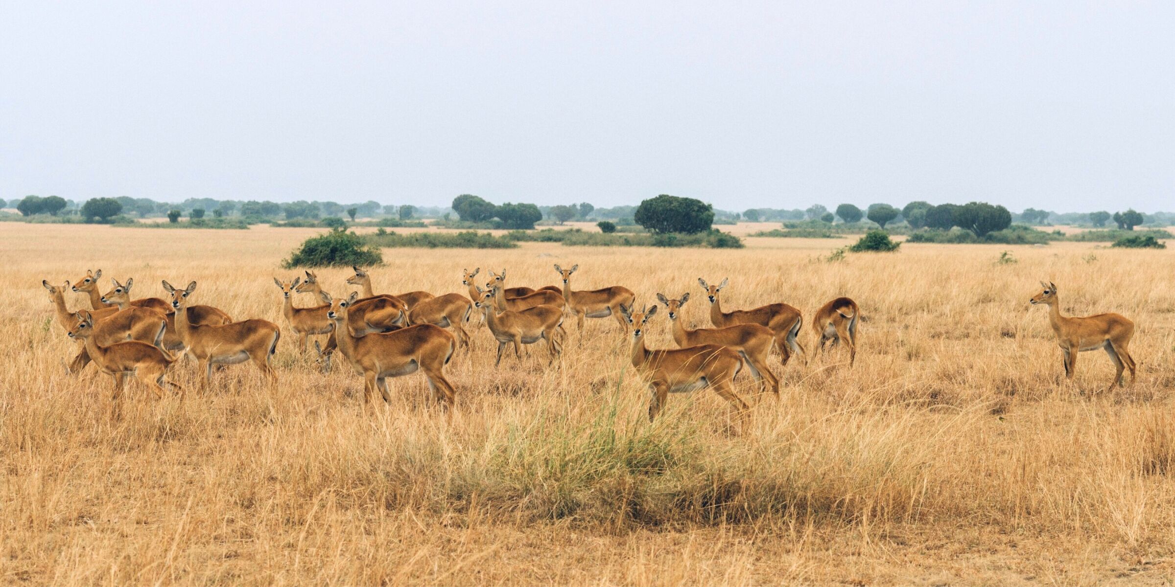 Parc national Queen Elizabeth, Ouganda
