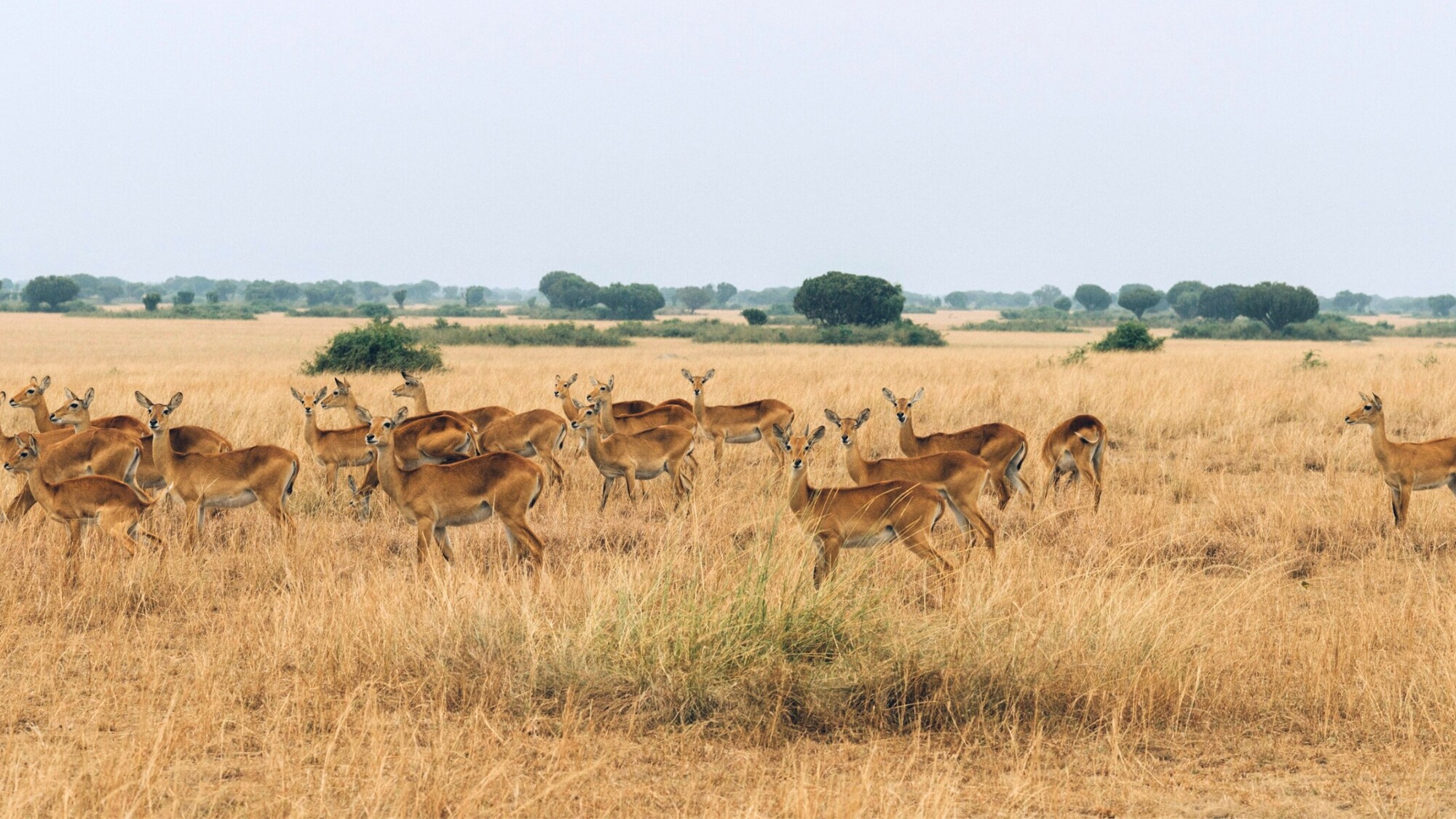 Parc national Queen Elizabeth, Ouganda