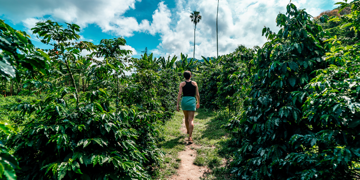 La visite d'une plantation de Manizales - J4