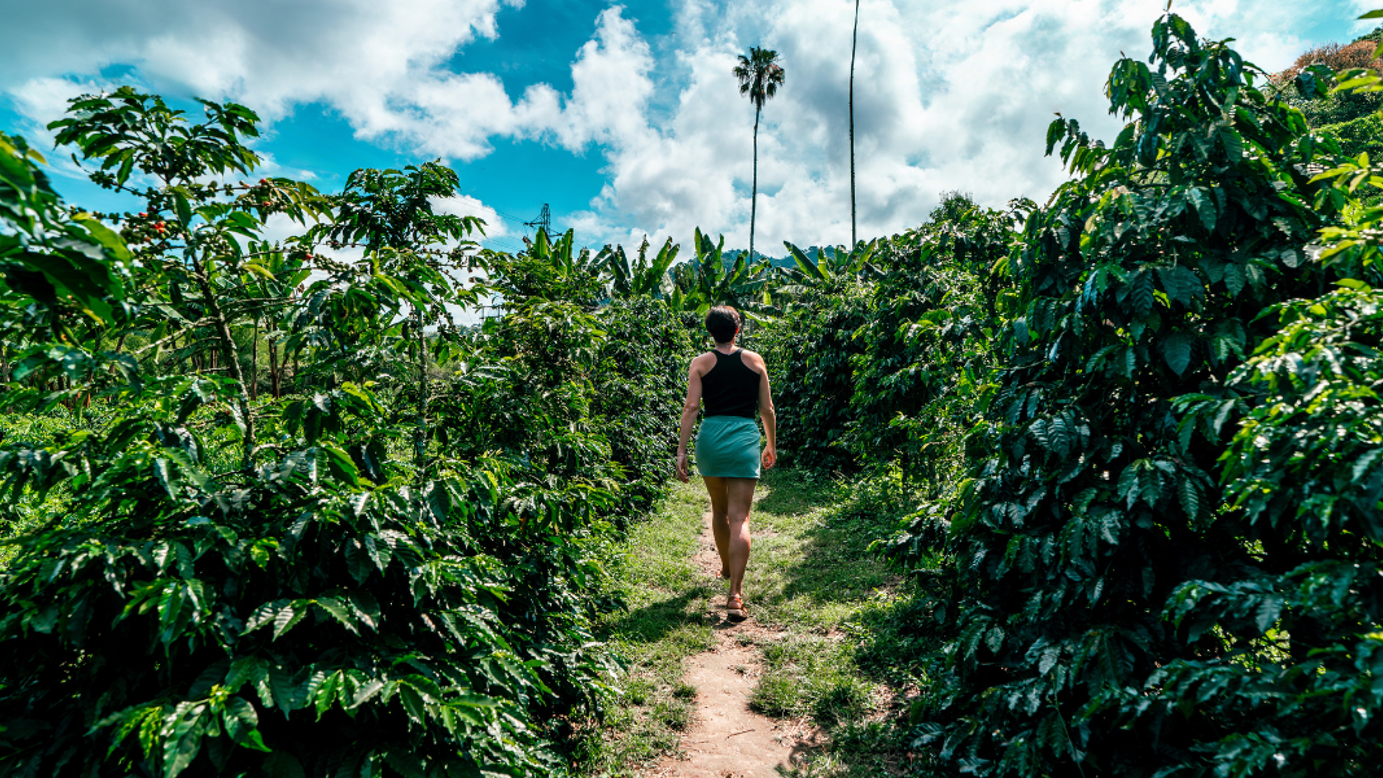 La visite d'une plantation de Manizales - J4
