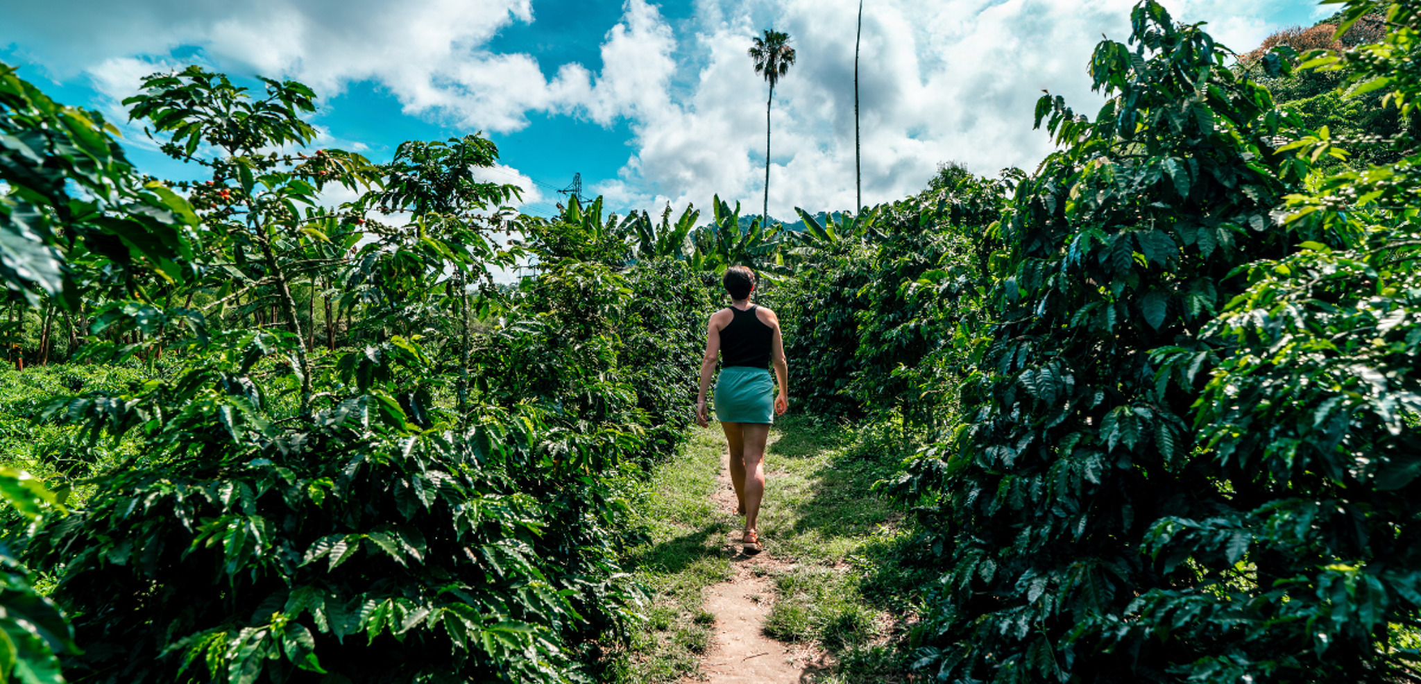 La visite d'une plantation de Manizales - J4