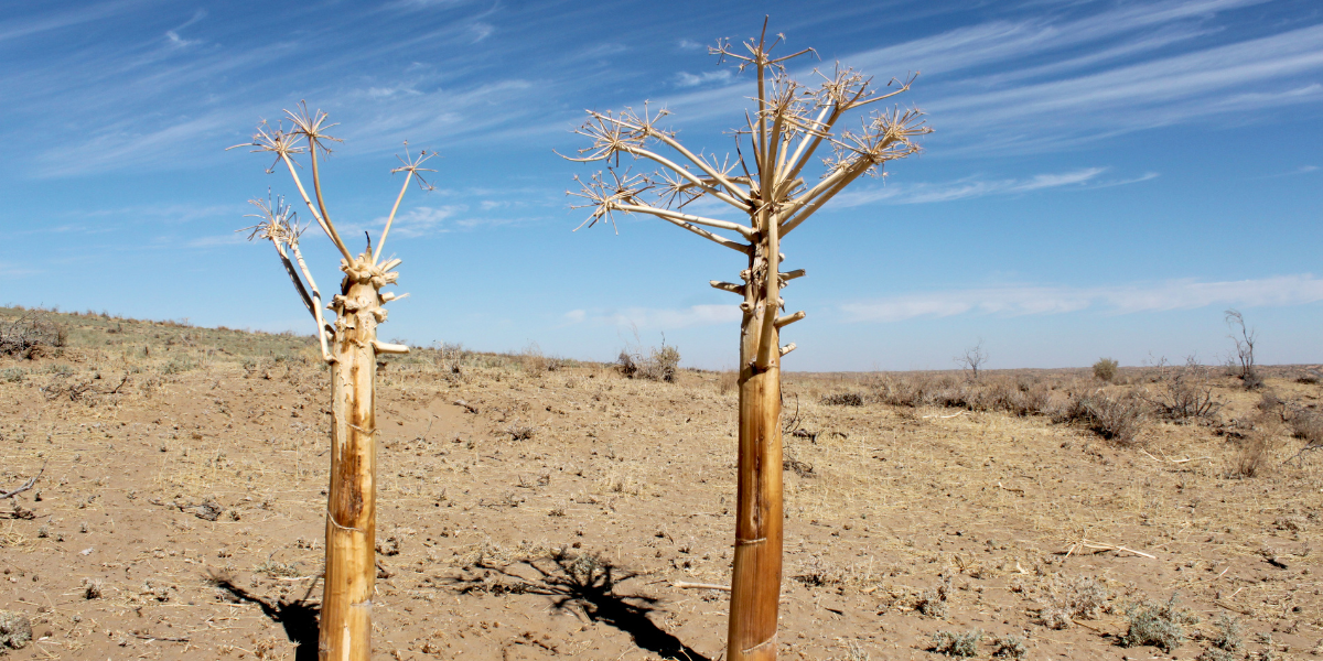 Au coeur du désert du Kuzyl Kum