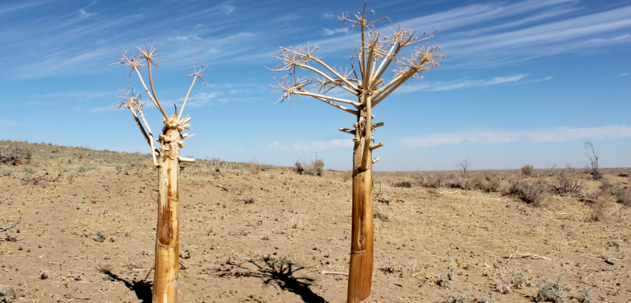 Au coeur du désert du Kuzyl Kum