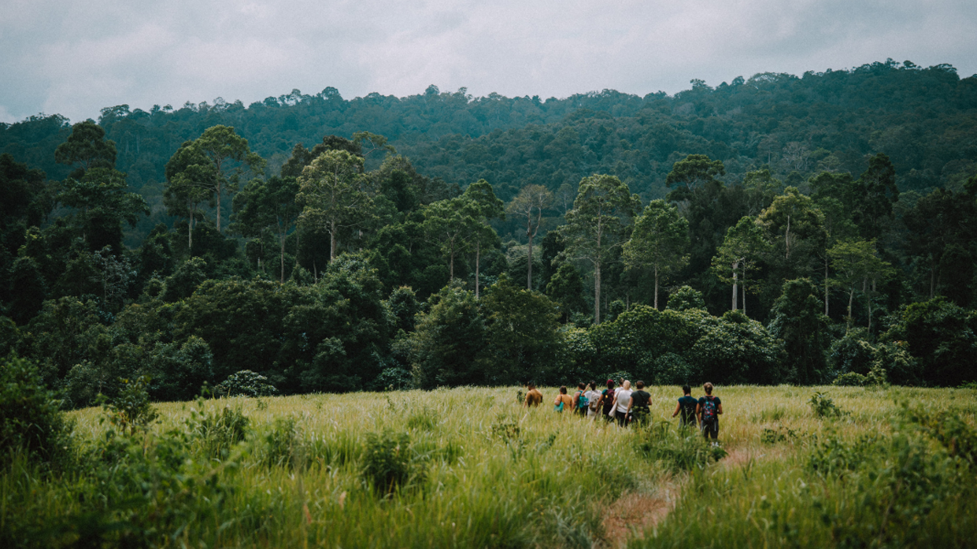 Randonnez au coeur de la jungle
