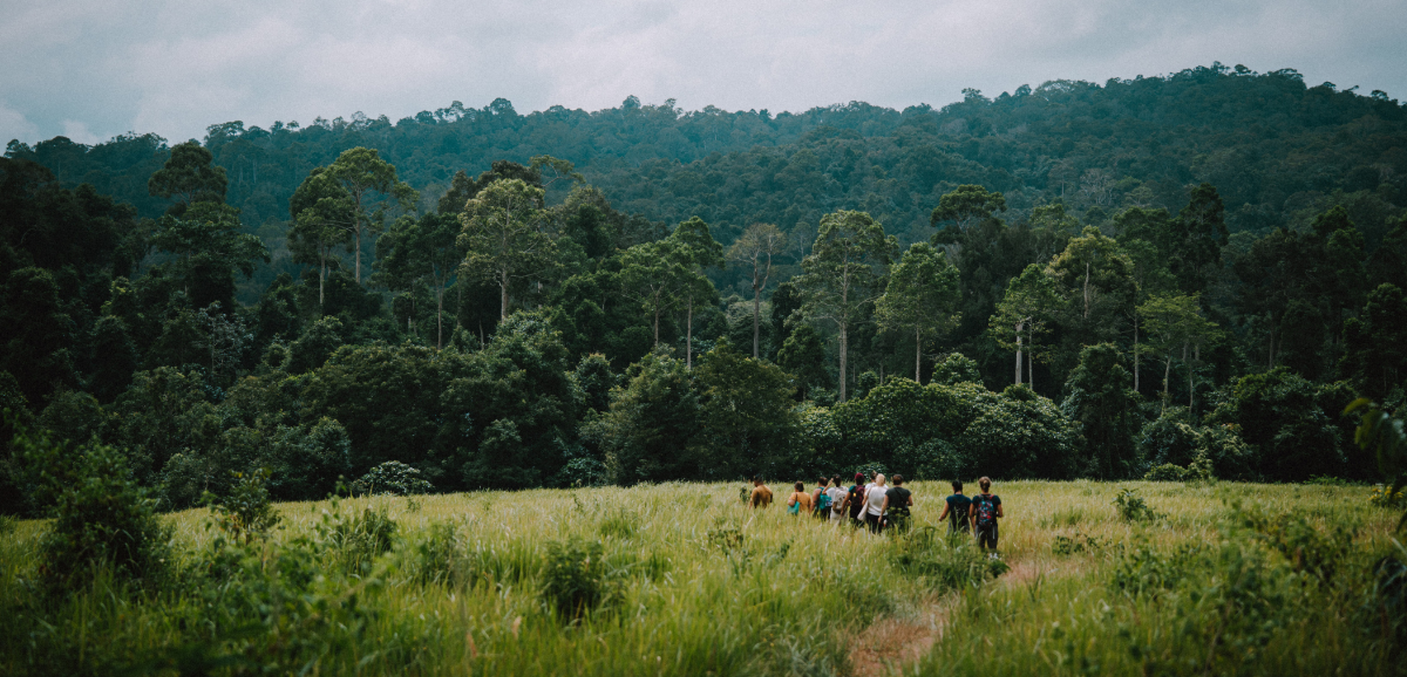 Randonnez au coeur de la jungle