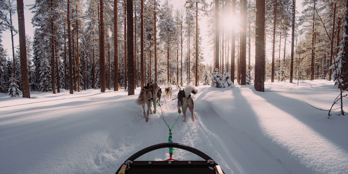 Un safari en traineau à chiens dans les paysages immaculés 