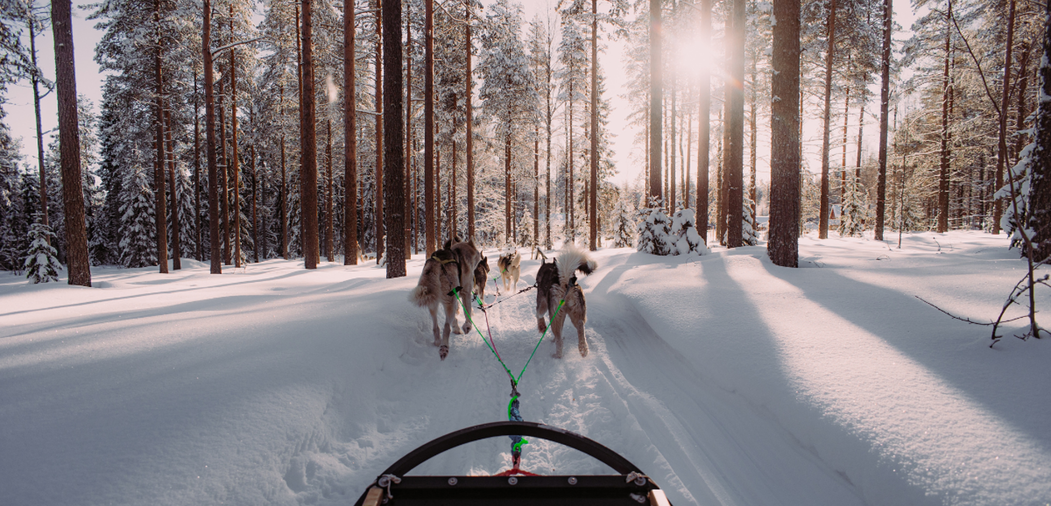 Un safari en traineau à chiens dans les paysages immaculés