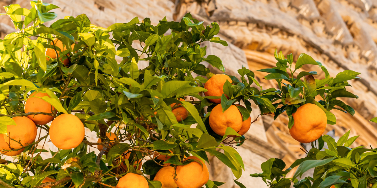 Fornalutx, Majorque ©Shutterstock 